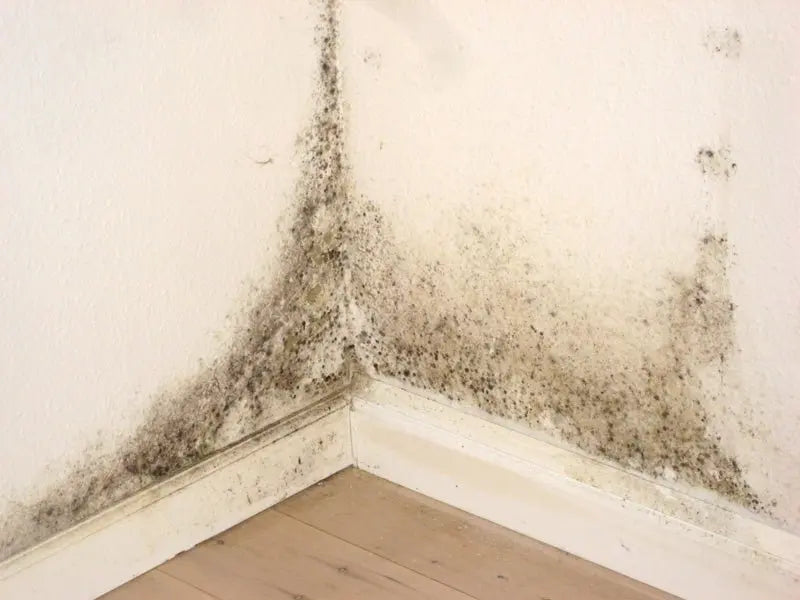 Venting CAN cause mold – but… 